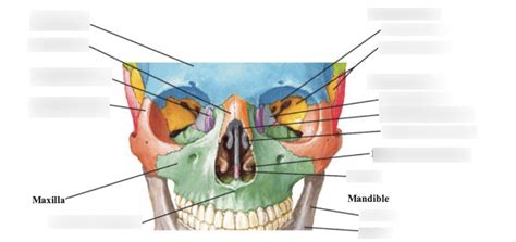 CFA - nasal cavity - nasal bone Diagram | Quizlet