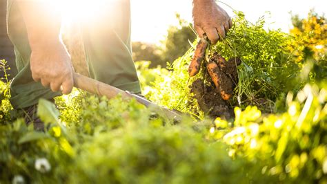 How To Plant A Fall Vegetable Garden