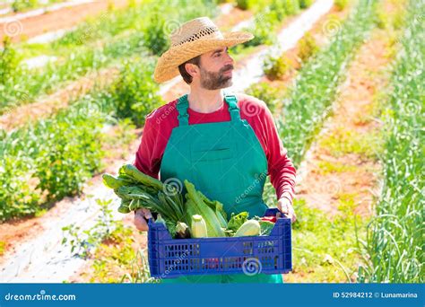 Uomo Dell Agricoltore Che Raccoglie Le Verdure In Frutteto Fotografia