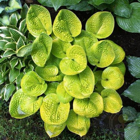 Хоста Мауи Баттеркапс (Hosta Maui Buttercups) купить в Москве по низкой ...