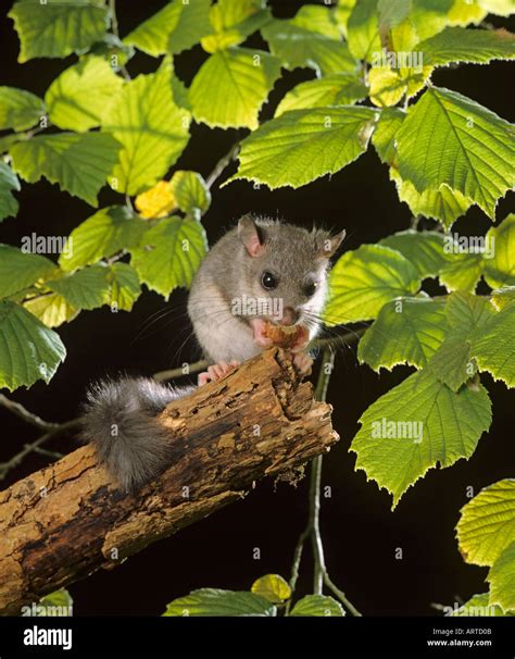 European edible dormouse hi-res stock photography and images - Alamy