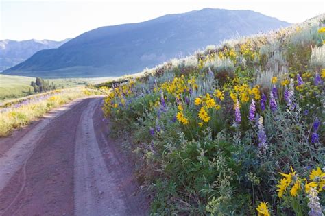 Premium Photo Yellow And Blue Wildflowers In Full Bloom In The Mountains