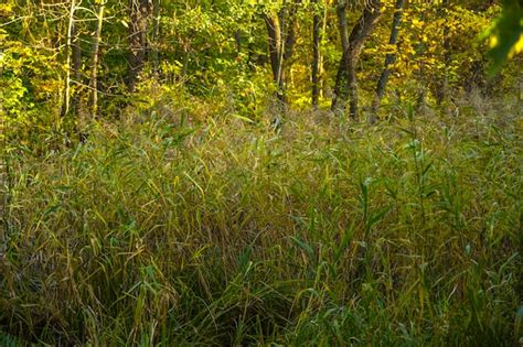 Premium Photo Reeds Near The Pond In The Light Of Sunlight