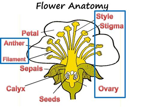 PPT - Flower Anatomy PowerPoint Presentation, free download - ID:2254983