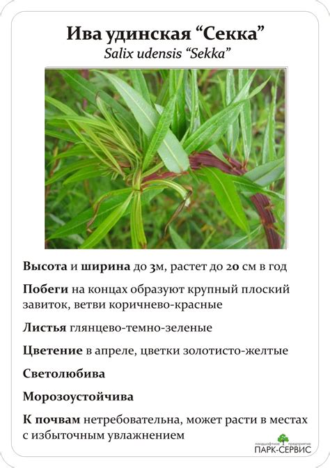 Лиственные