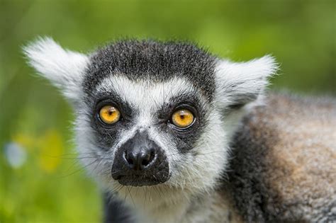 Zoboomafoo Lemur Dies At Age 20 - Business 2 Community