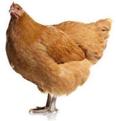 Desi Murgi Chicken, Packaging Type: Nun at ₹ 300/kilogram in Kanpur ...