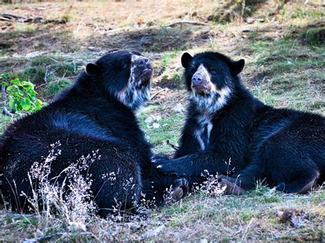 Spectacled Bear, The Biggest Predator in South America 4K wallpaper
