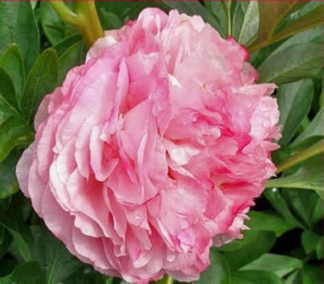 Peony Pink Cotton Candy types and varieties. Peony Pink Cotton Candy ...