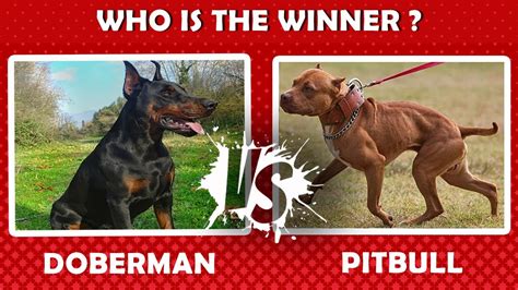 Can Doberman Defeat Pitbull? – Golden Bailey Dogs