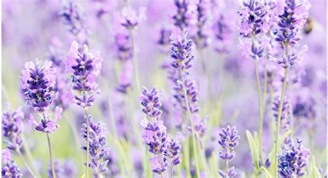 Common Gardening Mistakes You May Be Making