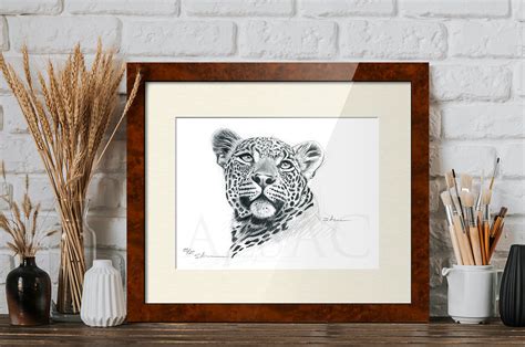 Portrait Of Leopard Drawing By Stephan Alsac French Wildlife Artist