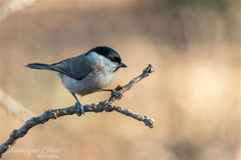 M Sange Nonnette Marsh Tit Poecile Palustris Un Grand Me Flickr