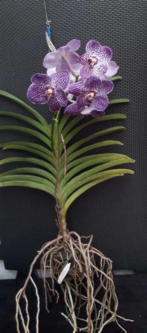 Orquidea Vanda Floricultura Tropical Uberaba Mg