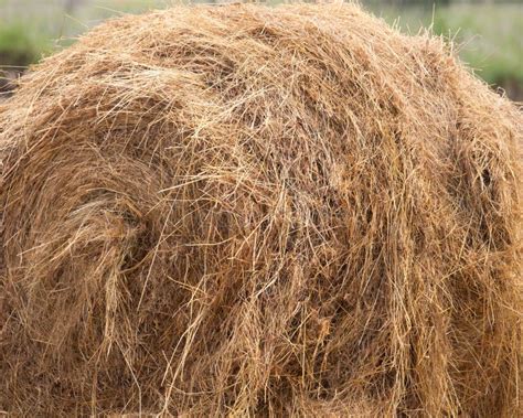 Bail of Hay stock image. Image of country, feed, straw - 21662003