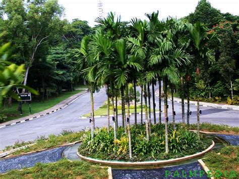 Areca catechu - Palmpedia - Palm Grower's Guide