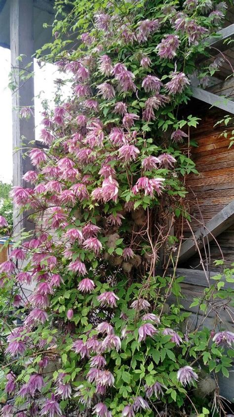 Clematis Purple Dream (княжик Пурпл Дрим) в Подмосковье. Чтобы княжик ...