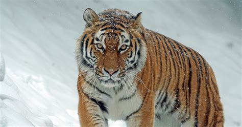 Diet of Siberian tiger