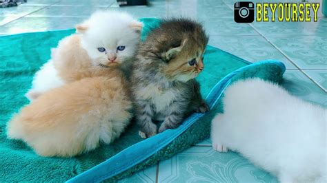 Jual Kucing Persia Murah Di Bandung 7 Youtube