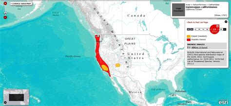 The California Condor Snsh