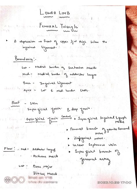 SOLUTION Femoral Triangle Lower Limb Anatomy Studypool