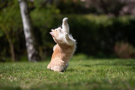 Por qué los gatos son tan flexibles Un veterinario explica Mininos es