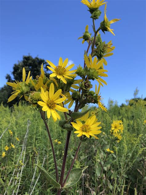 Wisconsin Wildflower Rosinweed Silphium Integrifolium