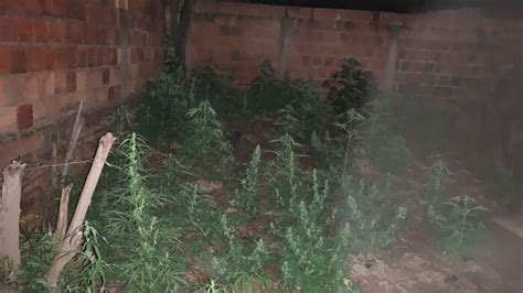 Pol Cia Prende Casal Que Cultivava Mudas De Maconha Em Quintal De