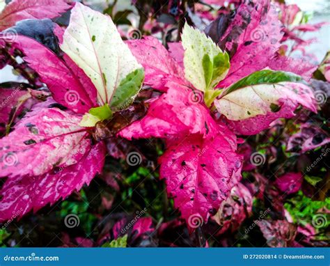 Beauty Of Red Black Coleus Stock Photo Image Of Water 272020814