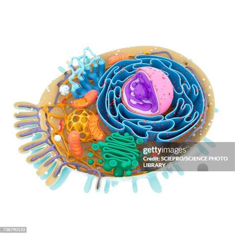 Human Cell Medical Illustration Photos And Premium High Res Pictures