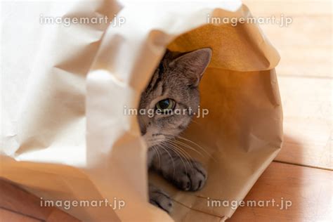 紙袋に入った猫 サバトラ猫の写真素材 [200431639] イメージマート