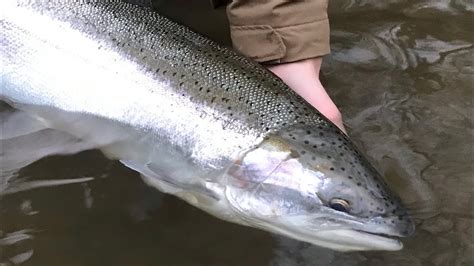 Swinging Streamers For Winter Steelhead Youtube