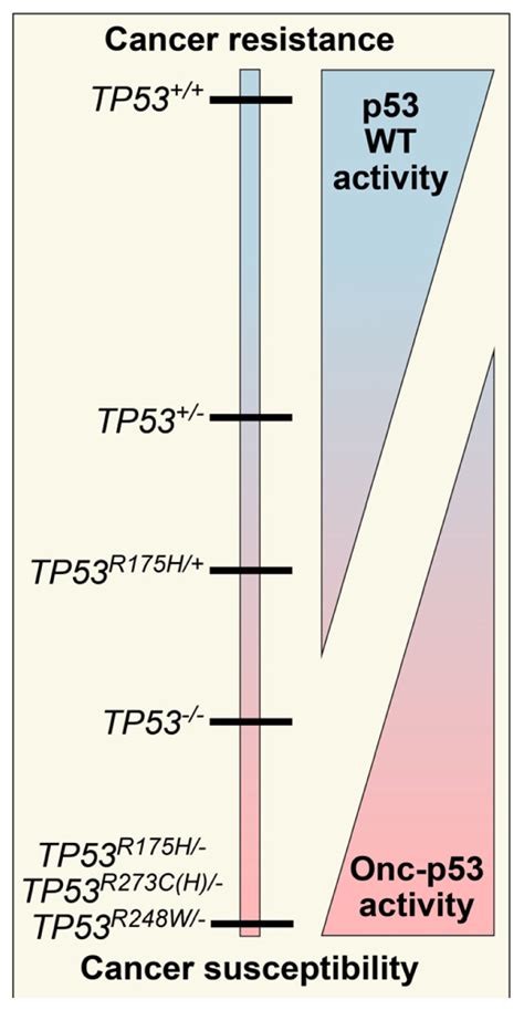 IJMS | Free Full-Text | The Consequence of Oncomorphic TP53 Mutations ...