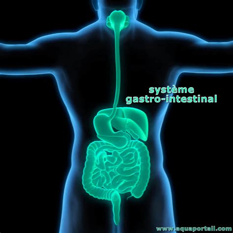 Tractus Gastro Intestinal Définition Et Explications