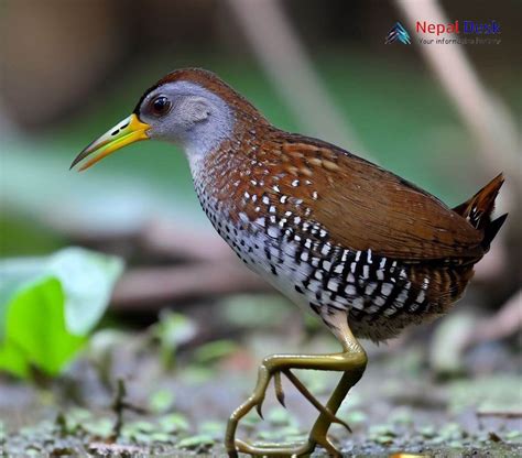 Spotted Crake The Polka Dotted Wanderer Of The Wetlands Nepal Desk