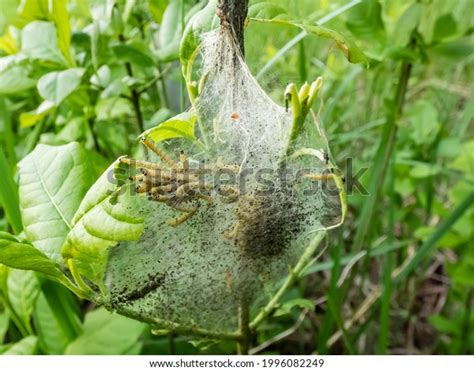 Group Larvae Birdcherry Ermine Yponomeuta Evonymella Stock Photo