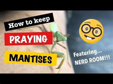 Praying Mantis 101 Ft NERD ROOM YouTube