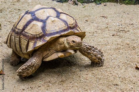 The African spurred tortoise (Centrochelys sulcata) is a species of tortoise, which inhabits the ...