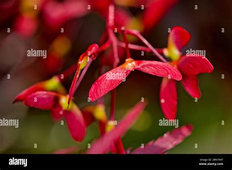 Japanese Maple Seeds Stock Photo - Alamy