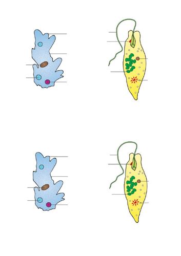 Ks3 Organisms Unicellular Organisms Teaching Resources