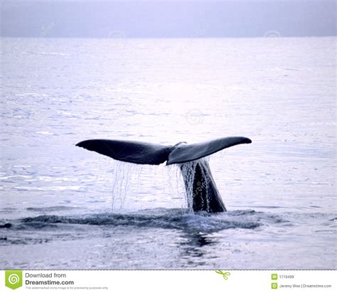 Baleine bleue image stock. Image du seascape, action, scénique - 1719499