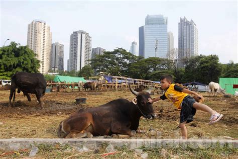 Foto Penjualan Hewan Kurban Jelang Idul Adha 1444 Hijriyah