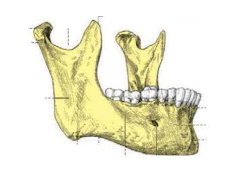 Juegos De Ciencias Juego De Mand Bula Vista Lateral Cerebriti