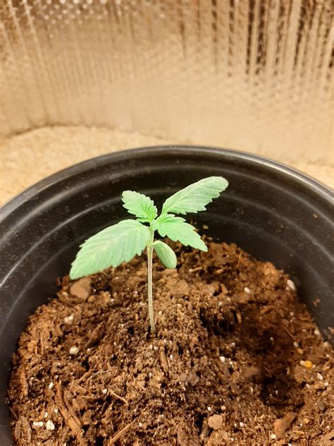 What do you think? Too much watering? : r/HerbGrow