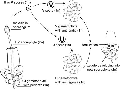 Liverworts Diagram