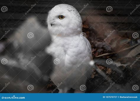 Close Up Portrait of Cute Snowy Owl Stock Image - Image of arctic ...