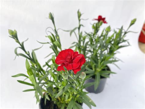 Go Dzik Ogrodowy Wieloletni Dianthus Caryophyllus Dark Red Ciemny