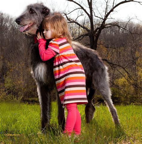 Hugs – The Scottish Deerhound Club of America