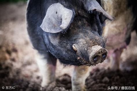 「管理」母豬產死胎的原因是什麼？ 每日頭條