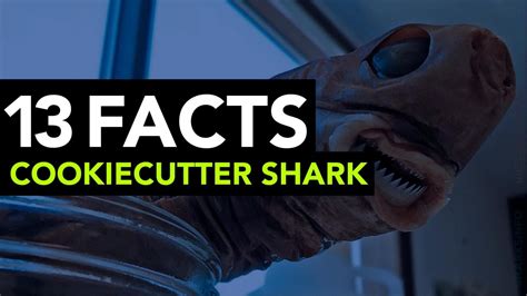 The Cookiecutter Shark 13 Facts Sharksinfo